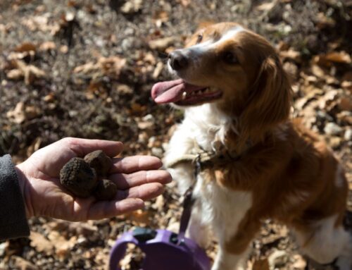 Quattro cene per gustare il tartufo nero di Montemale